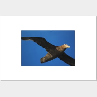 Giant Petrel Flying High Posters and Art